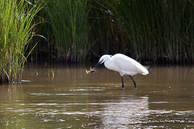 20110609 5768RTw [F] Seidenreiher, Krebs (16.04.46 h), Tour Carbonnière, Camargue