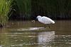 20110609 5767RTw [F] Seidenreiher, Krebs (16.04.45 h), Tour Carbonnière, Camargue