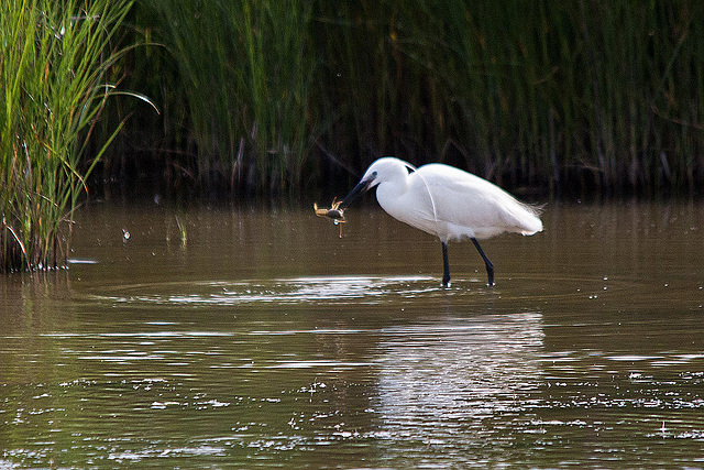 20110609 5767RTw [F] Seidenreiher, Krebs (16.04.45 h), Tour Carbonnière, Camargue