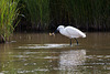 20110609 5766Rfw [F] Seidenreiher, Krebs (16.04.44 h), Tour Carbonnière, Camargue