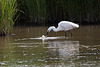 20110609 5765RTw [F] Seidenreiher, Krebs (16.04.43 h), Tour Carbonnière, Camargue