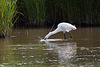 20110609 5764RTw [F] Seidenreiher, Krebs (16.04.42 h), Tour Carbonnière, Camargue