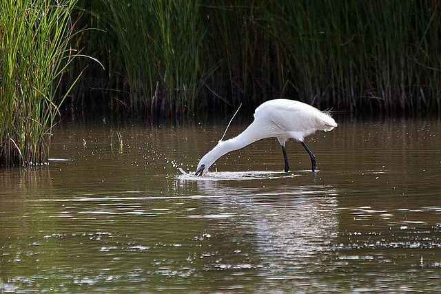 20110609 5764RTw [F] Seidenreiher, Krebs (16.04.42 h), Tour Carbonnière, Camargue