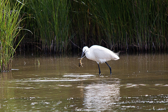 20110609 5761RTw [F] Seidenreiher, Krebs (16.04.39 h), Tour Carbonnière, Camargue