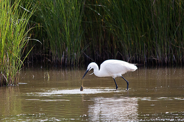 20110609 5760RTw [F] Seidenreiher, Krebs (16.04.38 h), Tour Carbonnière, Camargue