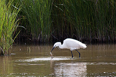 20110609 5759RTw [F] Seidenreiher (Egretta garzetta), Sumpfkrebs (Pontastacus leptodactylus), (16.04.37 h), Tour Carbonnière, Camargue