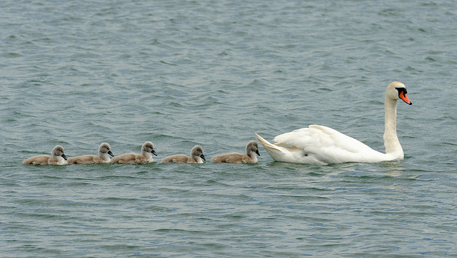 Famille cygne