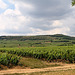 Les vignobles de Bourgogne