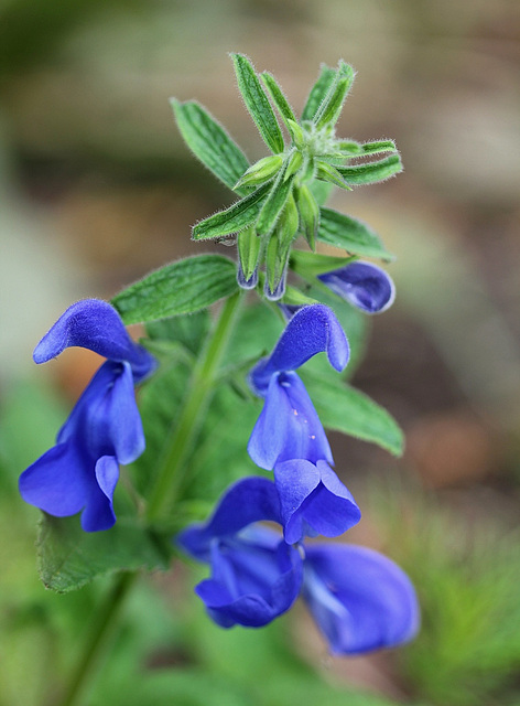 Salvia patens ' Blue Angel'