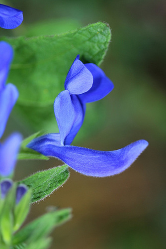 Salvia patens 'Blue Angel'