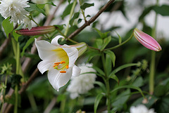 Lilium regale