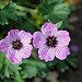 Geranium cinereum