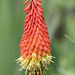 Kniphofia