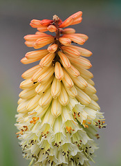 Kniphofia 2