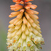 Kniphofia 2