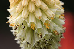 Kniphofia 3