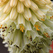 Kniphofia 3