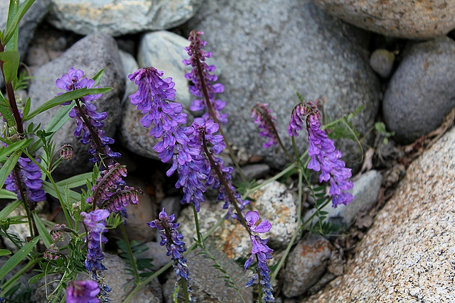 Vicia tenuifolia