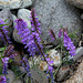 Vicia tenuifolia