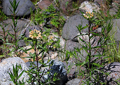 Collomia grandiflora (2)