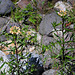 Collomia grandiflora (2)