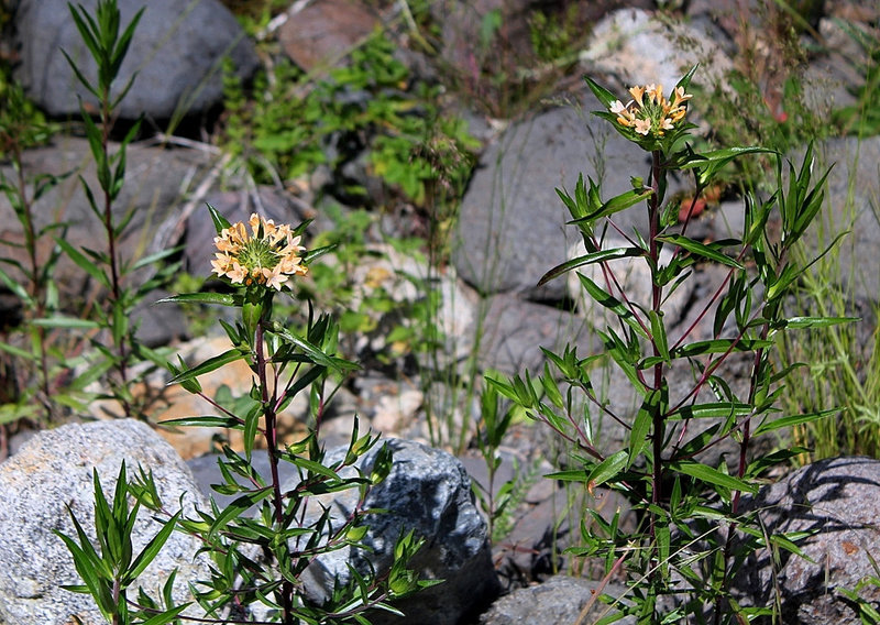 Collomia grandiflora (2)