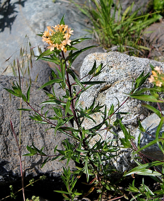 Collomia grandiflora (3)