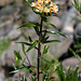 Collomia grandiflora (4)