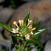 Collomia grandiflora (5)