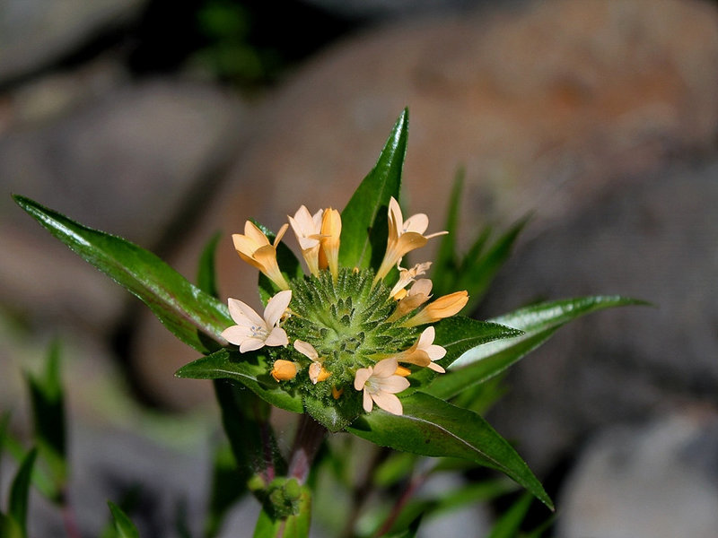 Collomia grandiflora (5)