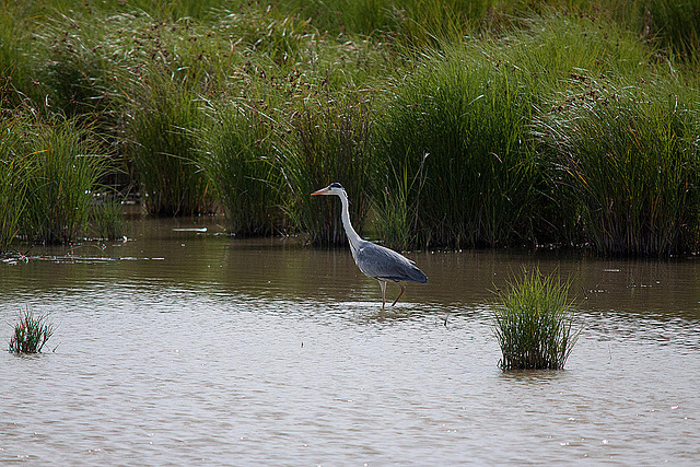 20110609 5748RTw [F] Graureiher, Tour Carbonnière, Camargue