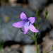 Campanula patula