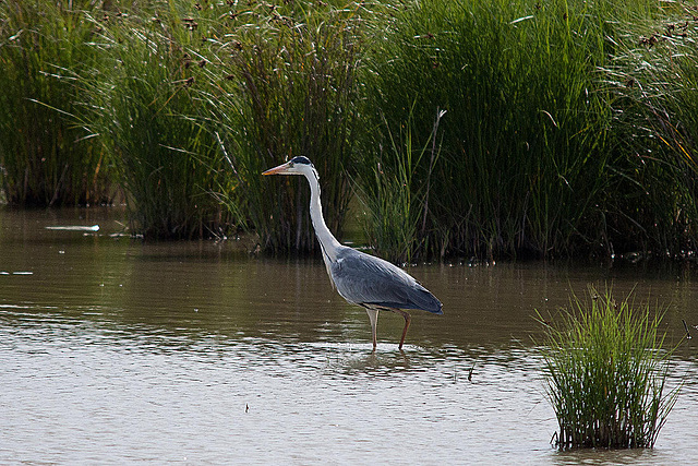 20110609 5747RTw [F] Graureiher, Tour Carbonnière, Camargue