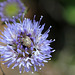 Jasione avec punaise ( Lygus pratensis ?)