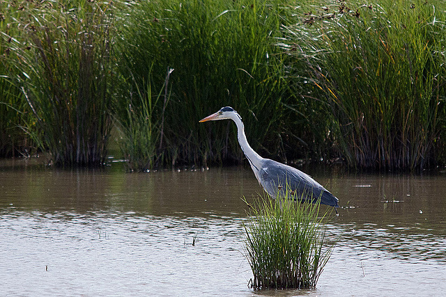 20110609 5746RTw [F] Graureiher, Tour Carbonnière, Camargue