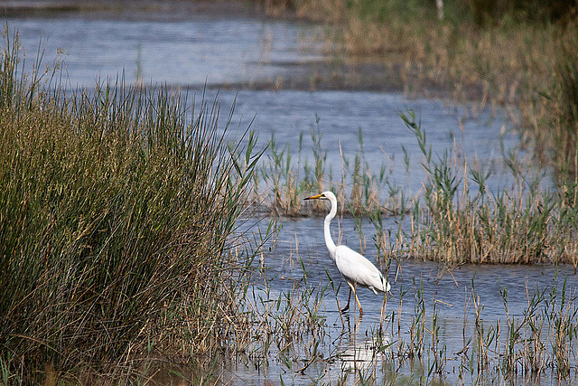 20110609 5745RTw [F] Silberreiher, Tour Carbonnière, Camargue