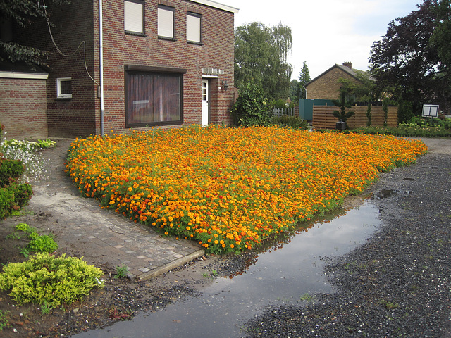 Bij het rozencentrum, in het rozendorp...