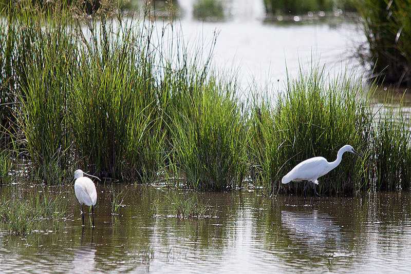 20110609 5732RTw [F] Seidenreiher (Egretta garzetta), Tour Carbonnière, Camargue