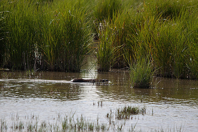 20110609 5731RTw [F] Nutria (Myocastor coypus), Tour Carbonnière, Camargue