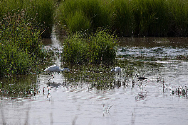 20110609 5730RTw [F] Seidenreiher, Stelzenläufer, Tour Carbonnière, Camargue