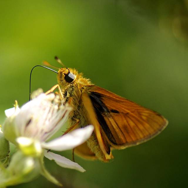 Kleiner Falter auf Brombeerblüte