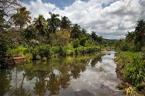 cuban_jungle