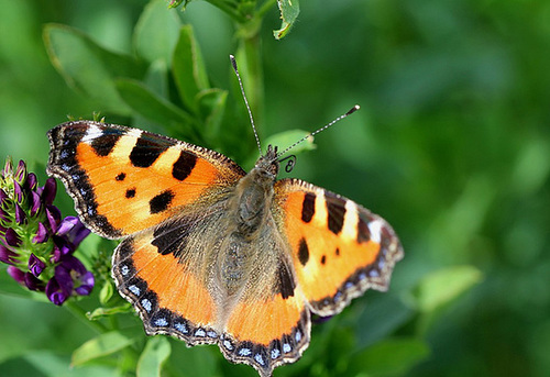 Petite tortue-Aglais urticae