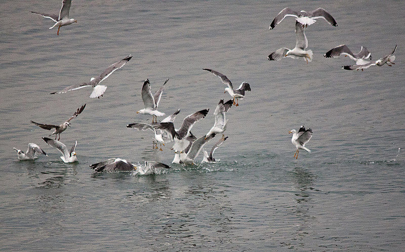 20110603 5045RTw [F] Mittelmeermöwe (Larus michahellis), Le Grau du Roi, Camargue