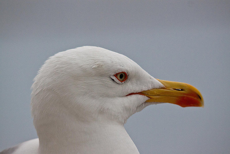 20110603 5040RTw [F] Mittelmeermöwe (Larus michahellis), Le Grau du Roi, Camargue