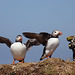 Flapping Puffins