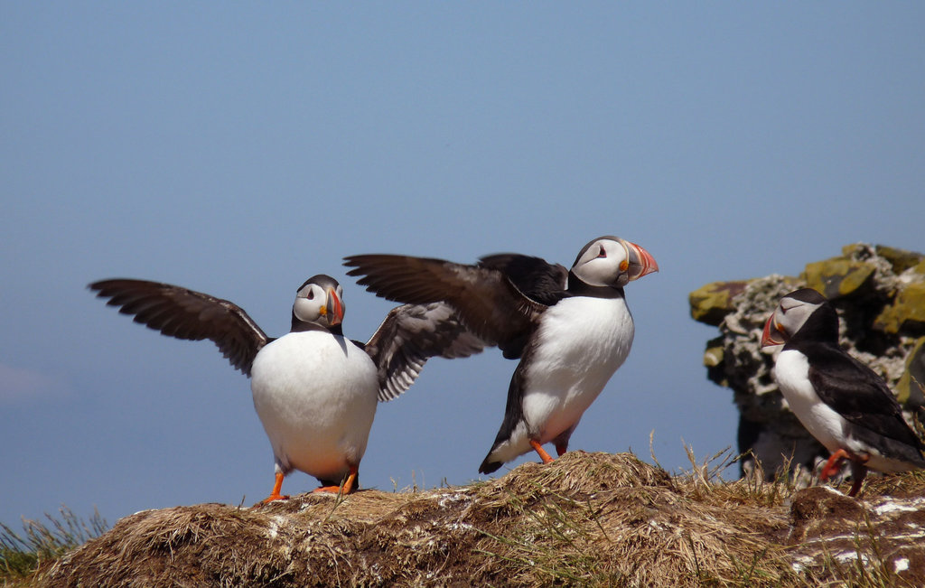 Flapping Puffins