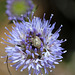 Punaise( Lygus pratensis ? ) dans une Jasione