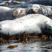 Atlantic Grey Seals Relaxing