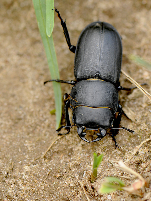 Käfer mit blindem Passagier